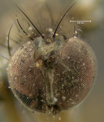 Media type: image;   Entomology 13003 Aspect: head frontal view